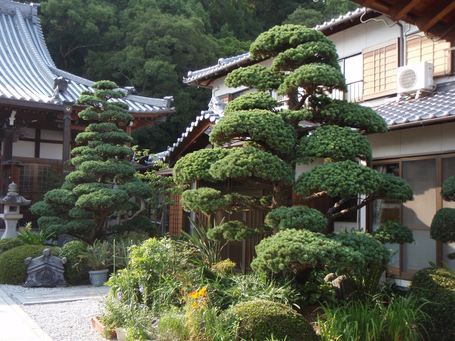 剪定